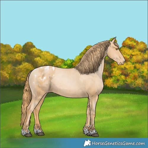 Horse Color:Chestnut Pearl Appaloosa 