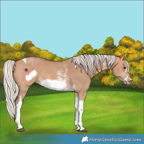 Horse Color:Silver Bay Dun Sabino Tobiano Frame Rabicano