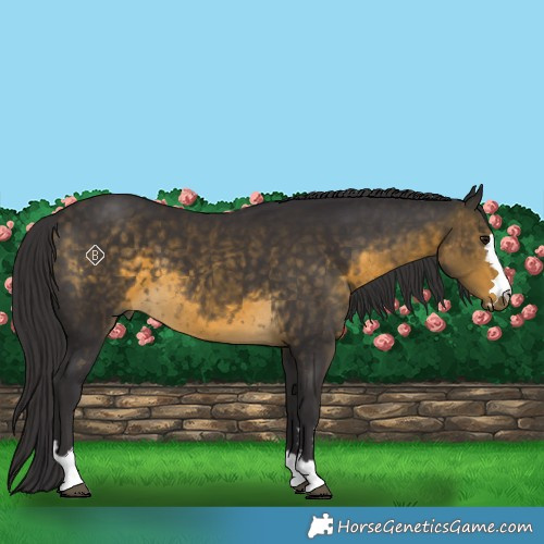 Horse Color:Buckskin 