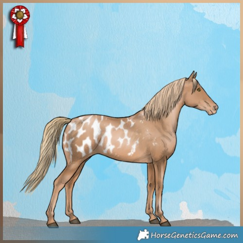 Horse Color:Chestnut Pearl Appaloosa 