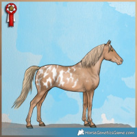 Horse Color:Chestnut Pearl Appaloosa 