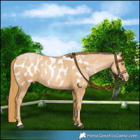 Horse Color:Chestnut Pearl Near Leopard 