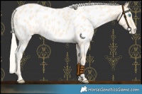Horse Color:Cremello Near Leopard