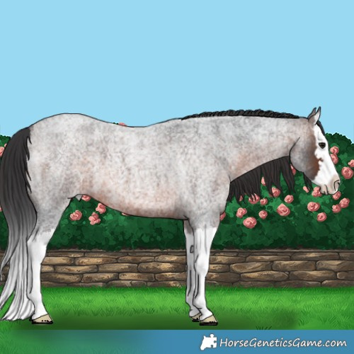 Horse Color:Brown Roan Mushroom Splash