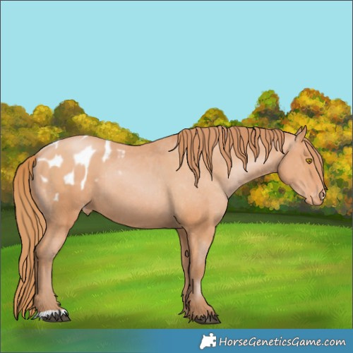 Horse Color:Bay Pearl Appaloosa 
