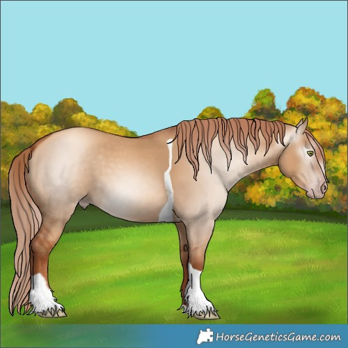 Horse Color:Gray Gold Champagne Dun Tobiano