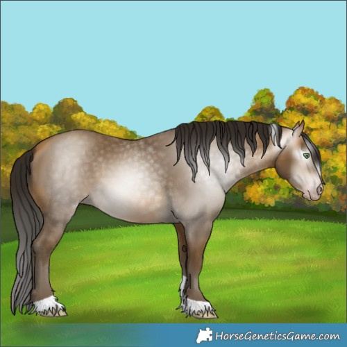 Horse Color:Gray Amber Cream Champagne Tobiano