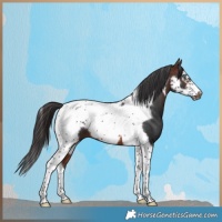 Horse Color:Brown Tobiano Frame 