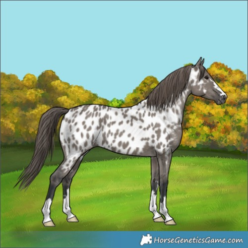 Horse Color:Grullo Appaloosa 