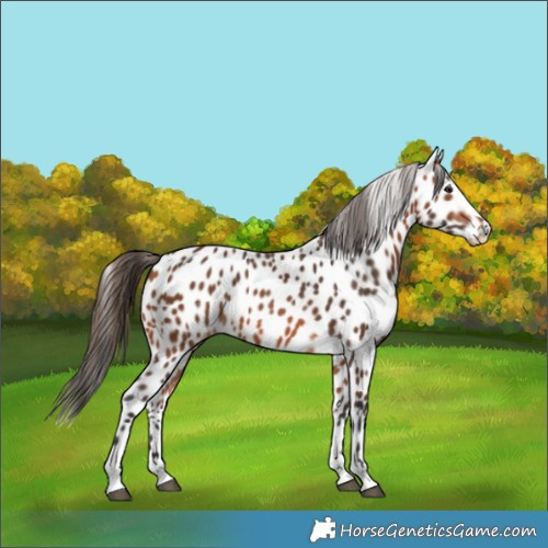 Horse Color:Bay Appaloosa 