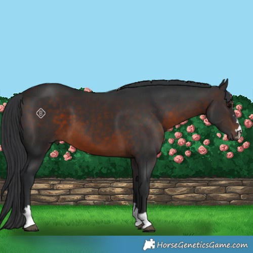 Horse Color:Brown 