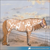Horse Color:Bay Pearl Appaloosa 