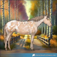 Horse Color:Bay Pearl Appaloosa 