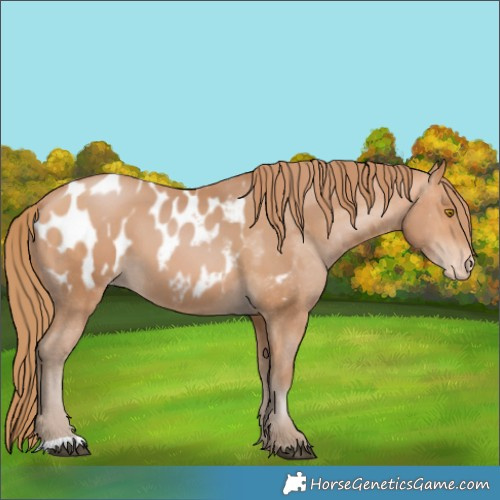 Horse Color:Bay Pearl Appaloosa 