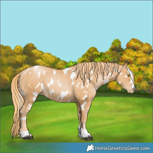 Horse Color:Chestnut Pearl Near Leopard 