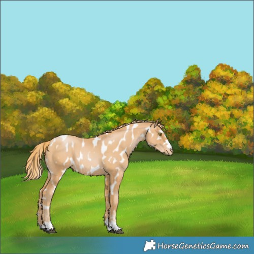 Horse Color:Chestnut Pearl Appaloosa 