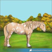 Horse Color:Chestnut Pearl Near Leopard 
