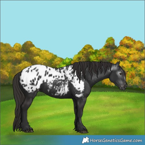 Horse Color:Gray White Spotted Liver Chestnut Appaloosa 