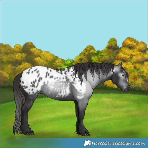 Horse Color:Gray White Spotted Liver Chestnut Appaloosa 
