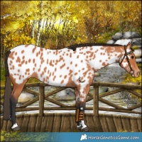 Horse Color:Bay Near Leopard