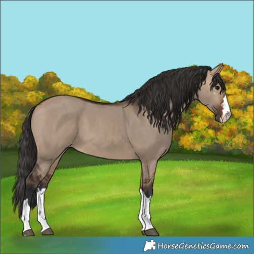 Horse Color:Bay Dun 