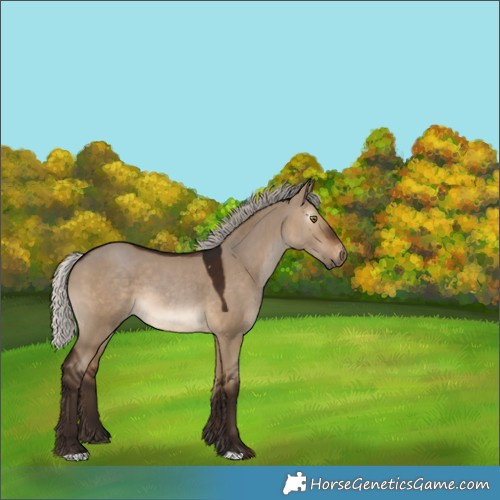 Horse Color:Gray Silver Bay Dun Appaloosa 