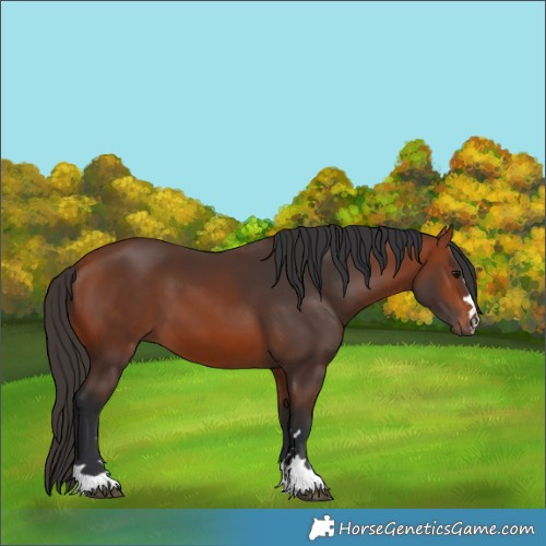 Horse Color:Bay 
