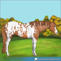 Horse Color:Chestnut Tobiano Appaloosa 