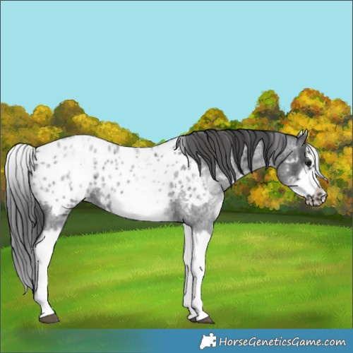Horse Color:White Spotted Blue Roan Splash Frame Appaloosa 
