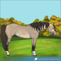 Horse Color:Buckskin Dun