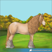 Horse Color:Chestnut Pearl Appaloosa 