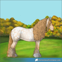 Horse Color:Red Roan Pearl Appaloosa 