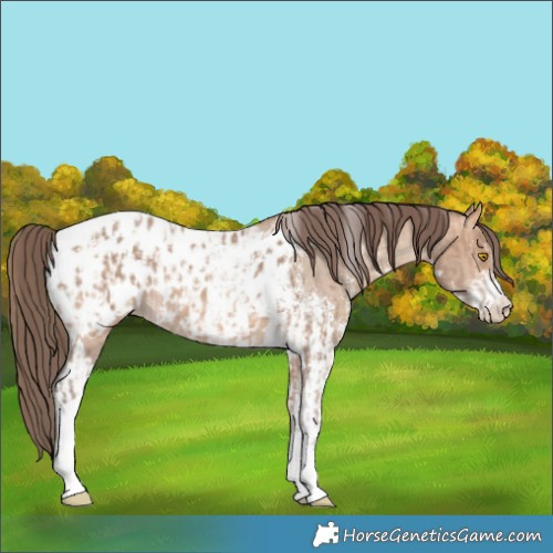 Horse Color:Amber Champagne Sabino Tobiano Appaloosa  and Amber Champagne Sabino Tobiano Appaloosa 