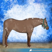 Horse Color:White Spotted Liver Red Dun 