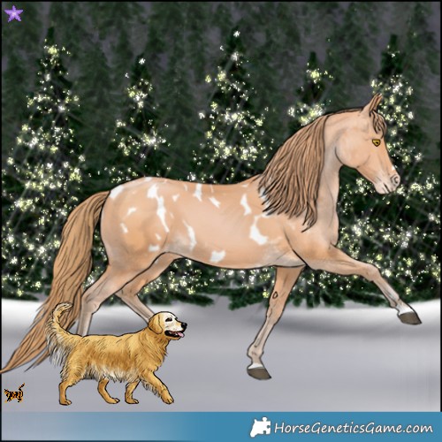 Horse Color:Bay Pearl Appaloosa