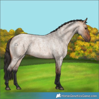 Horse Color:Bay Roan Dun