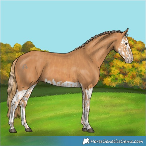 Horse Color:Chestnut  and Chestnut Splash 