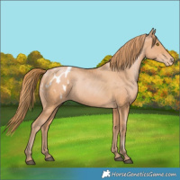 Horse Color:Bay Pearl Appaloosa 
