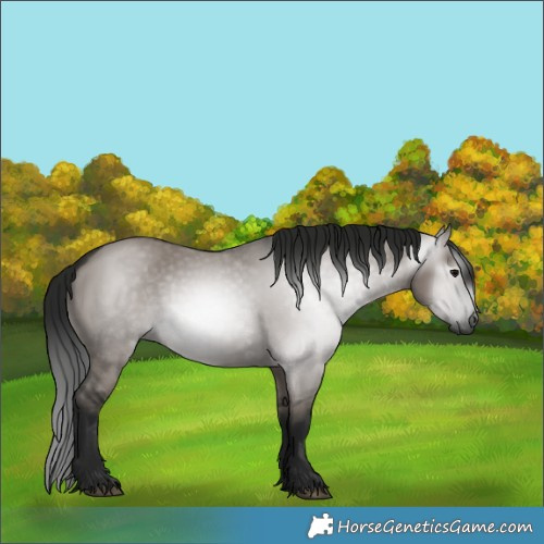 Horse Color:Gray White Spotted Grullo 
