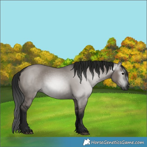 Horse Color:Gray White Spotted Grullo 