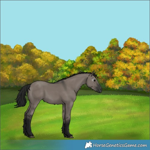 Horse Color:Gray White Spotted Grullo 