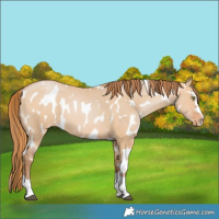 Horse Color:Bay Pearl Dun Near Leopard 