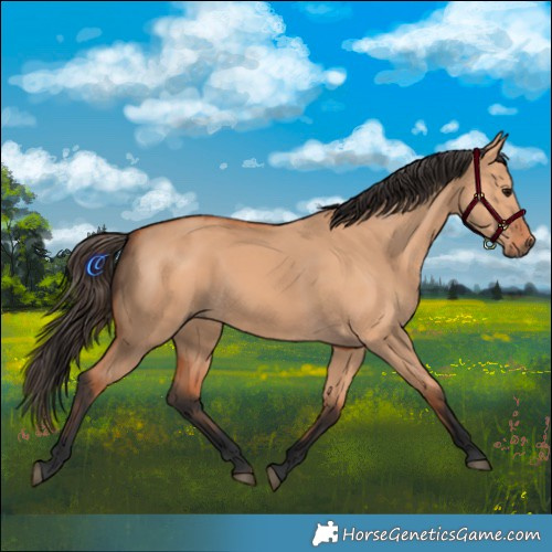Horse Color:Bay Dun 