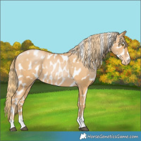 Horse Color:Chestnut Pearl Appaloosa 