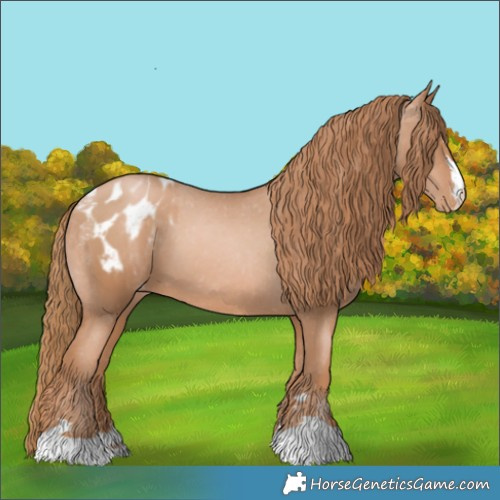 Horse Color:Chestnut Pearl Appaloosa