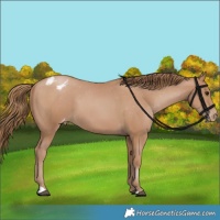 Horse Color:Black Pearl Appaloosa