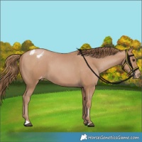 Horse Color:Black Pearl Appaloosa 