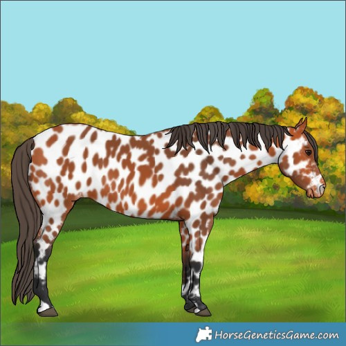 Horse Color:Unknown 
