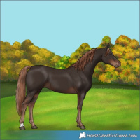 Horse Color:Liver Chestnut 