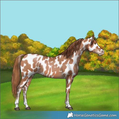 Horse Color:Bay Pearl Appaloosa 